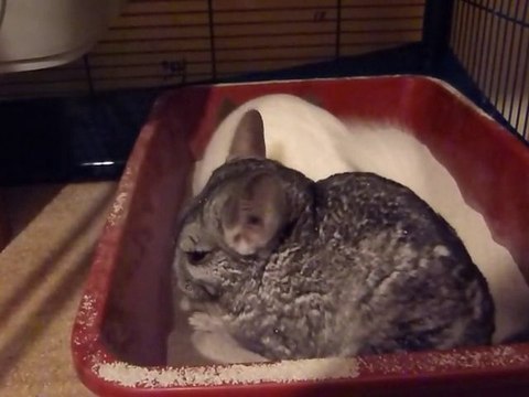 Bain Praline et Miel Pops