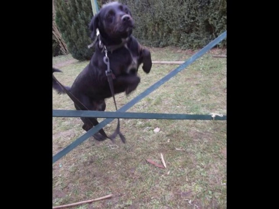 ma chienne en saut d'obstacle