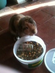 lapin qui ouvre sa boite de croquettes