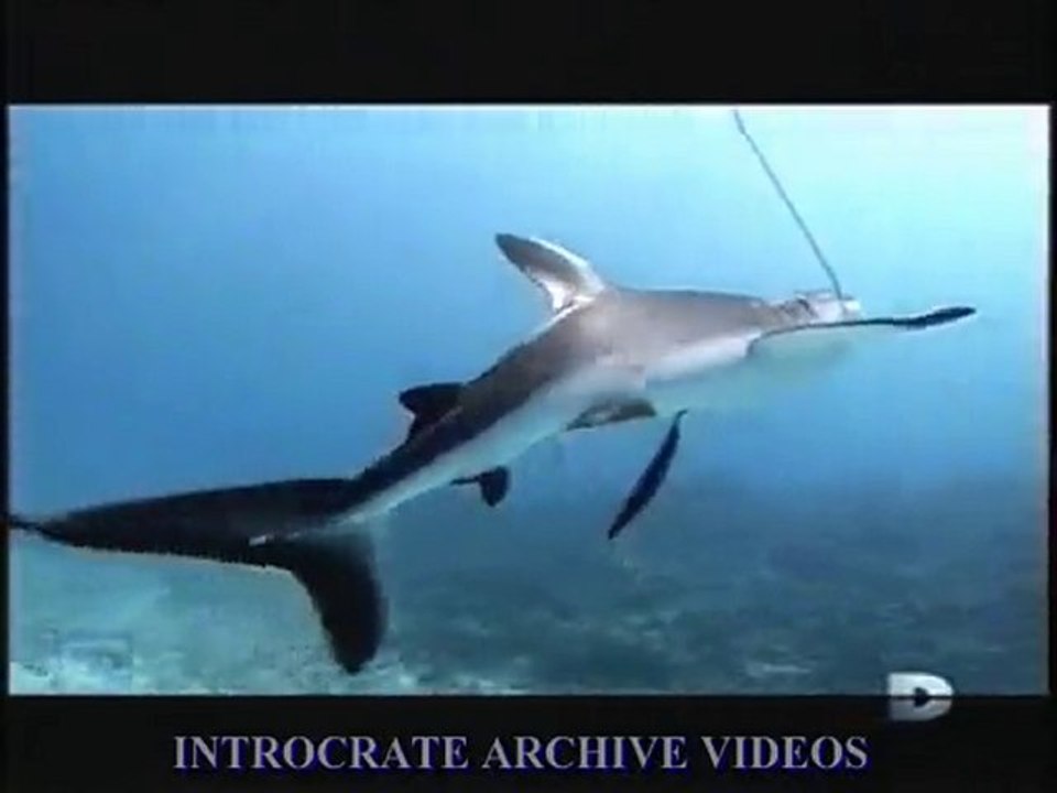 Traque au Prédateur, L'invasion des Requins - 3 de 3