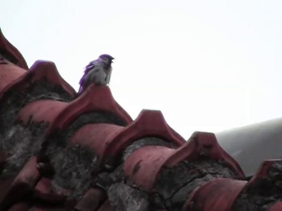 Return to the Familiar