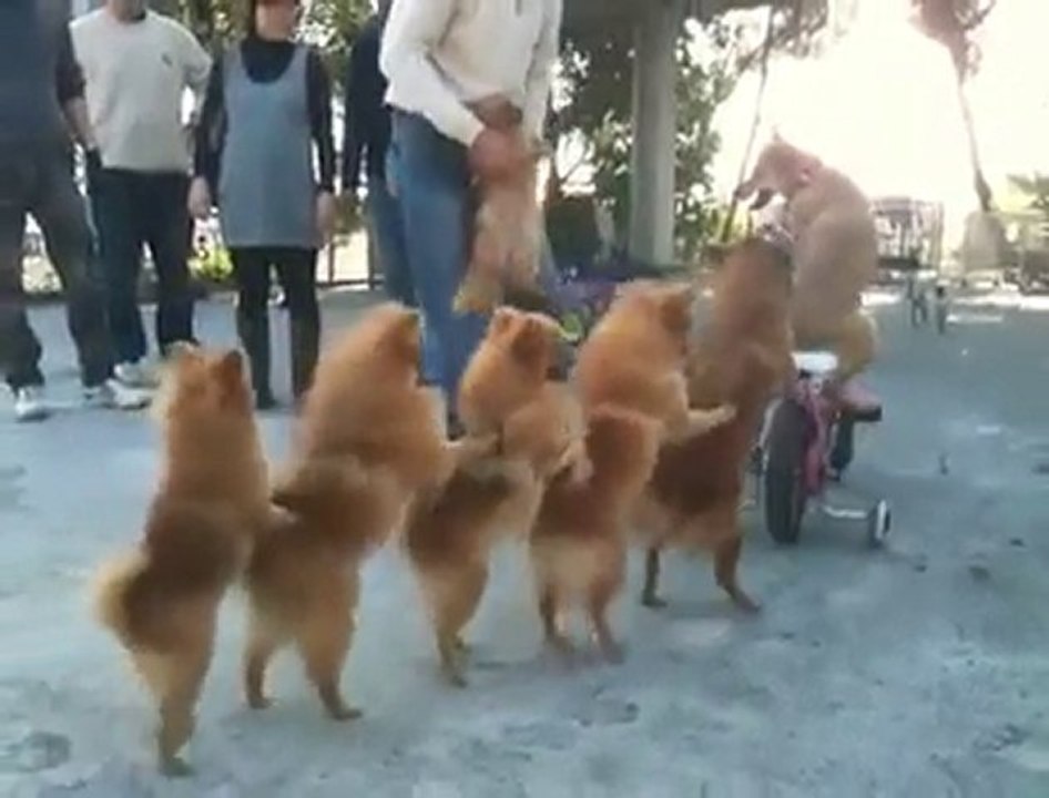 Dogs play