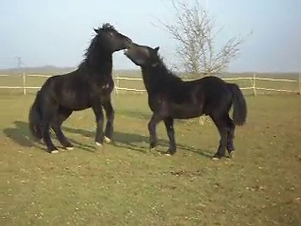 POULAINS MERENS DE 22 MOIS jeux de poulains soleil d' hiver 30/01