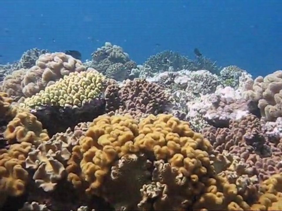 Ha'apai - Tonga - Scuba diving