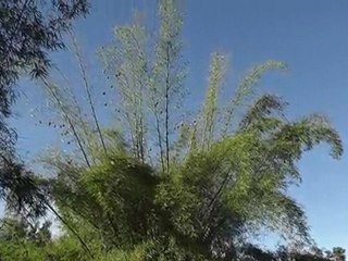 20110126_075642
