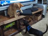 Cat and Dog fight to the death - boxing match... who won?