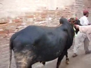 bannu jaman road king bakra eid 1