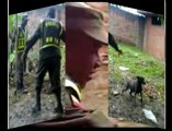 policias asesinos de un perro conmocion en colombia