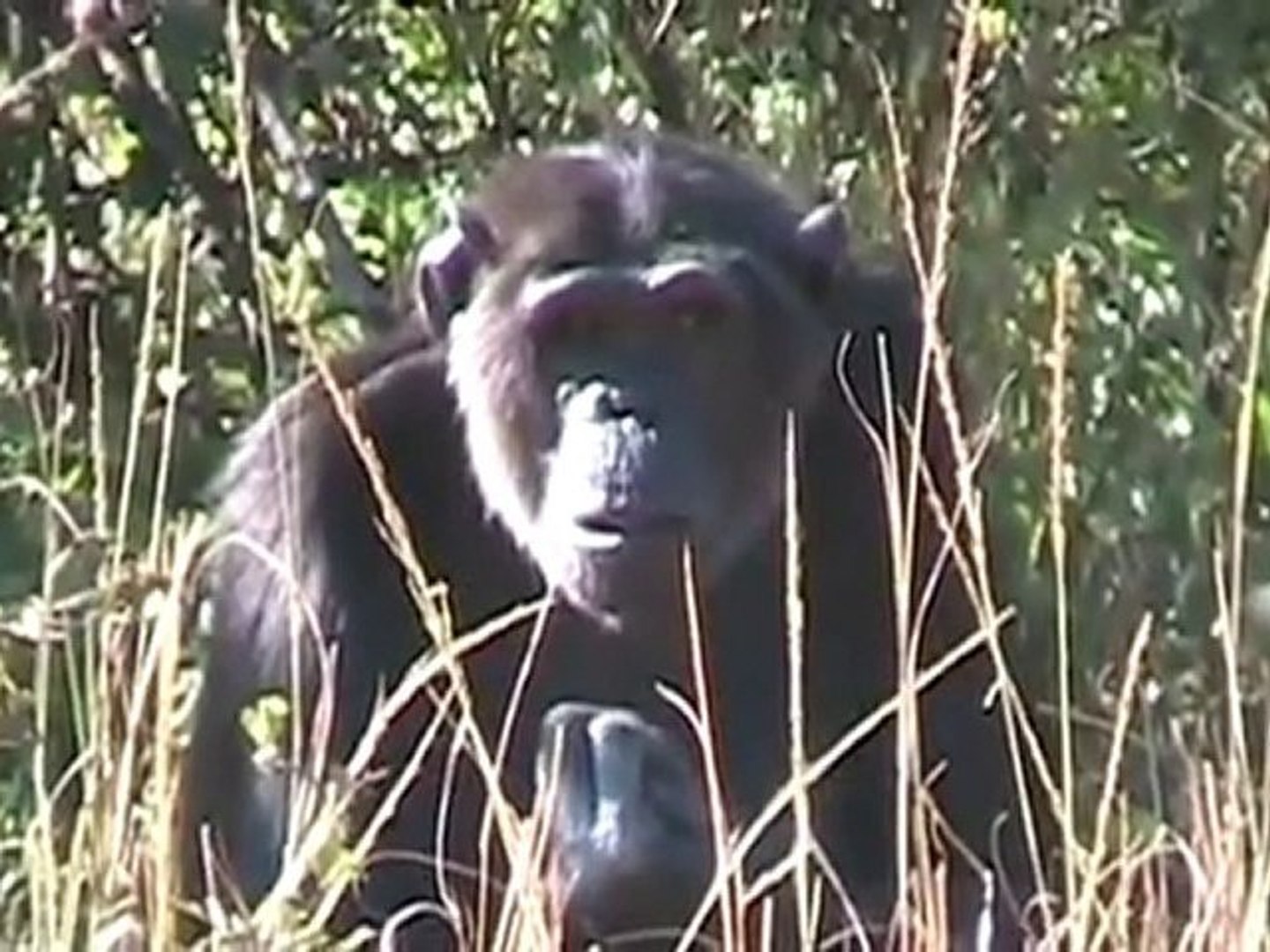 Chimpanzee mother learns about her dead infant