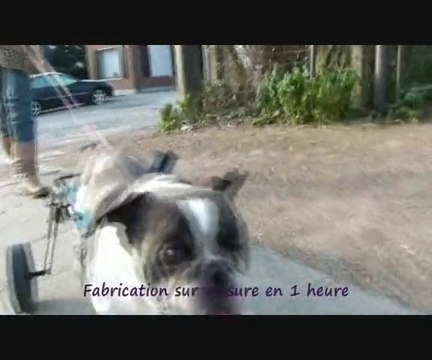 chariot pour bouledogue chien paralysé