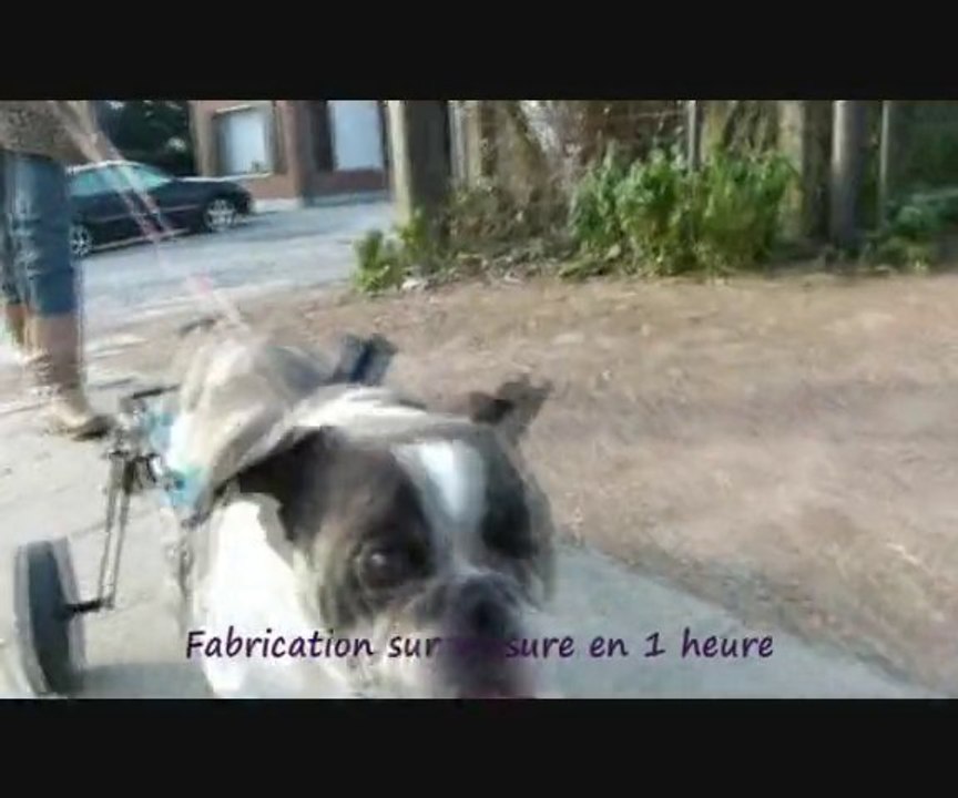 chariot pour bouledogue chien paralysé
