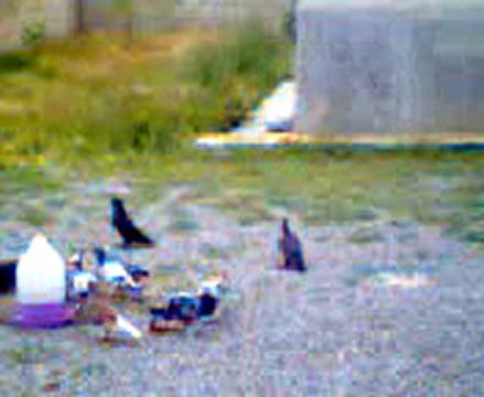 kulu konya Basri Önal