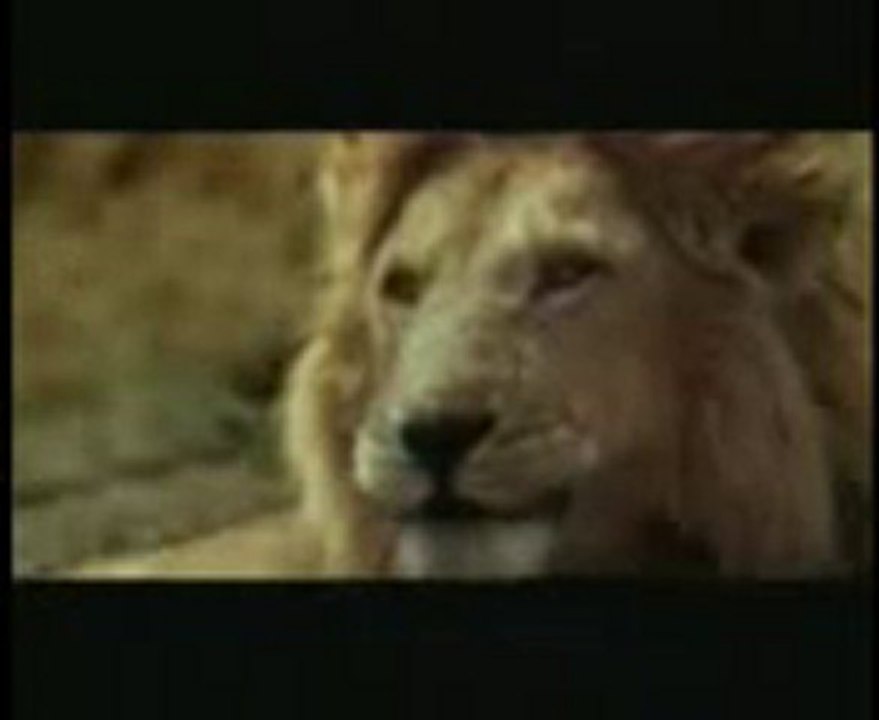 Stupid Animal By greensentiments.com