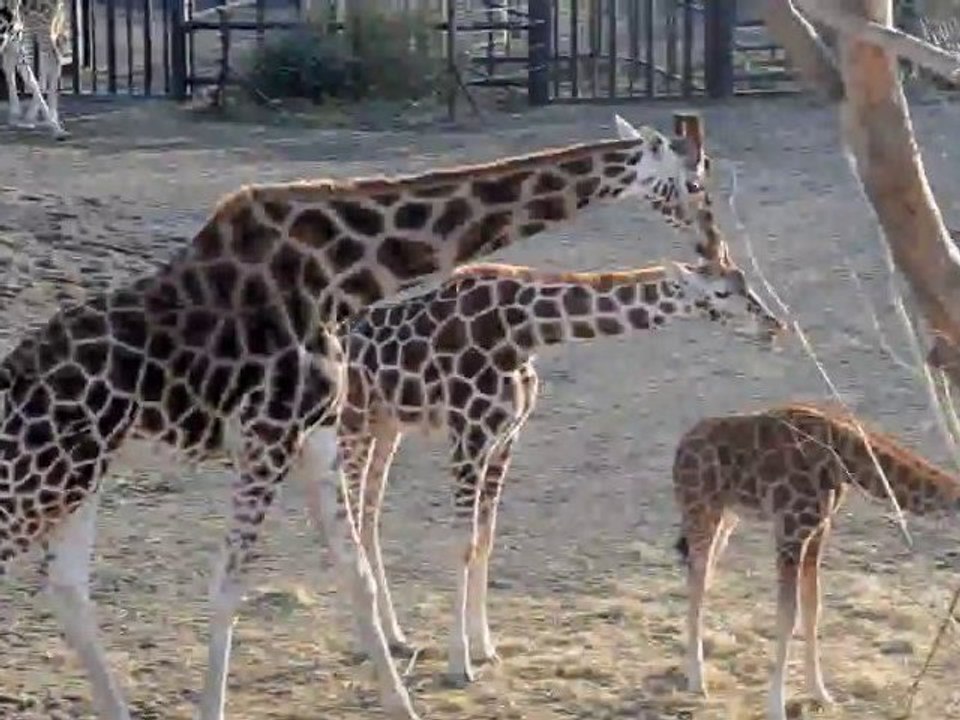 Zoou