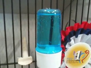 AZİZ ÇETİN DÜNYA ŞAMPİYONU GLOSTER