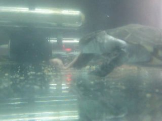 le repas de Garance ma pélomédusa