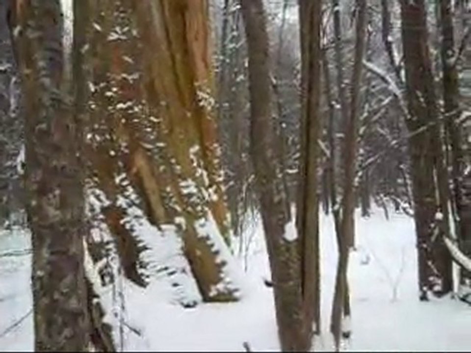 Puszcza Białowieska-Dąb Car (Zima 2011)