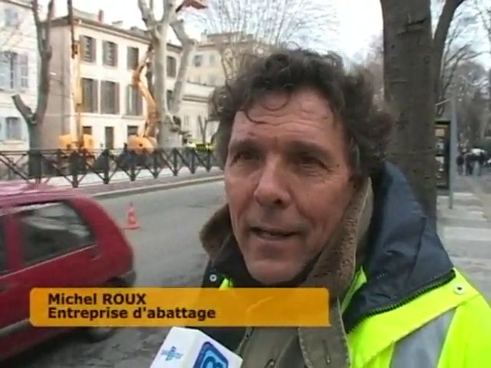 Les arbres victimes des travaux du TCSP (Nîmes)