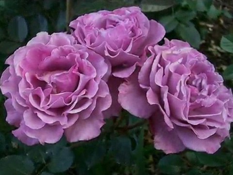 ALİ ELMAS - Gaziantep yolu