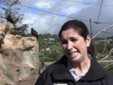 Santa Barbara Zoo Helps Endangered California Condors