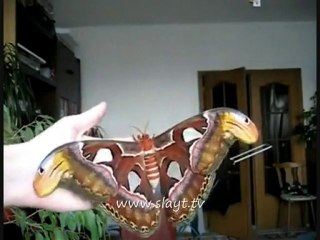 Evimize Dev Kelebek Girdi