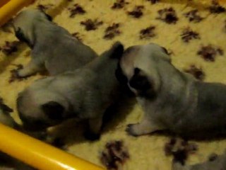 les bb de babette et de césariot à l'âge de 4 semaines