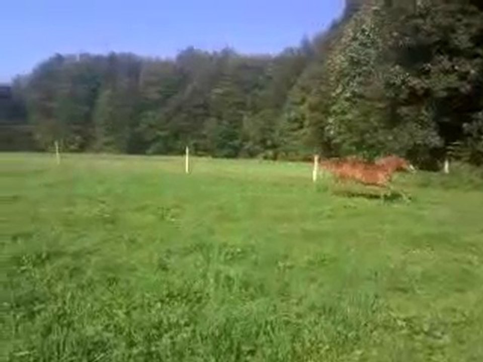 fedaia nouriya beni Sakr galop