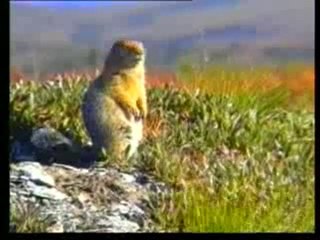 butun canlilarin yaraticis Allahtir