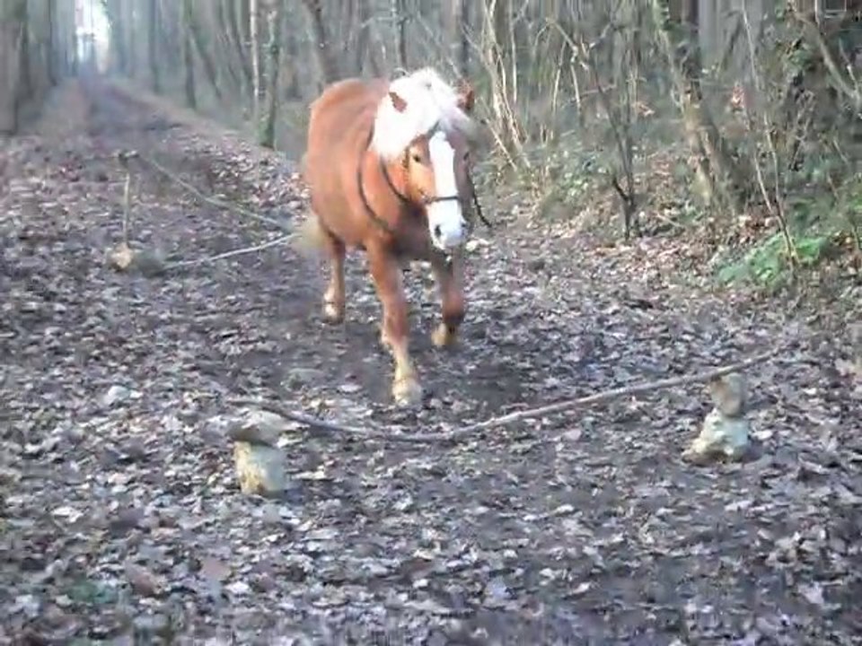 Mon poney en saut 2 ♥