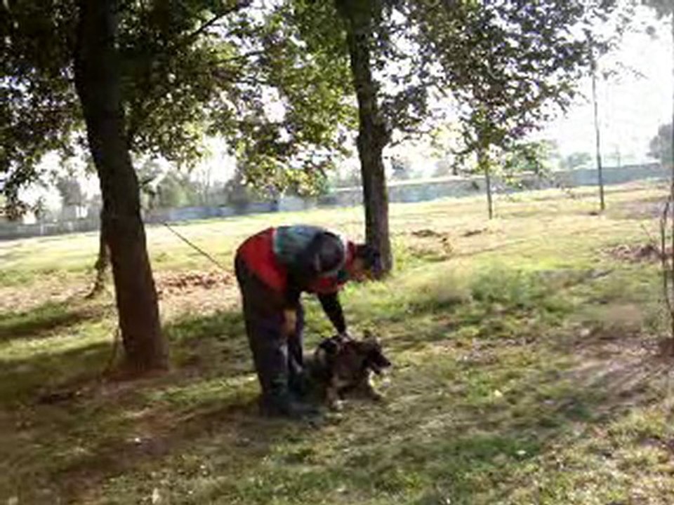C-TACHA D'KLAUSBELL