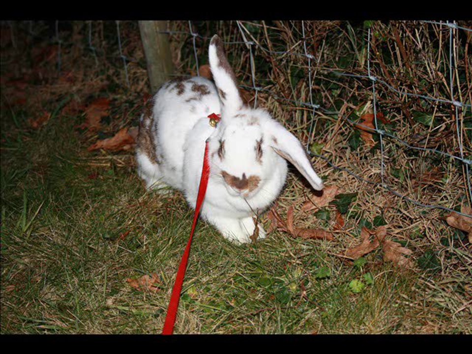 Lily, joyeux anniversaire