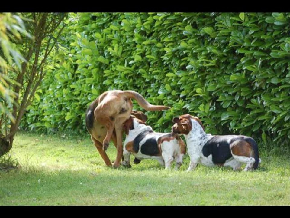 Les toons dans la prairie