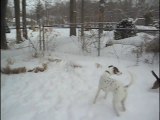Dog Adoption & Rescue WNY (Buffalo)