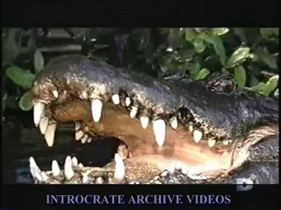 Traque au Prédateur, Le Retour des Prédateurs - 2 de 3