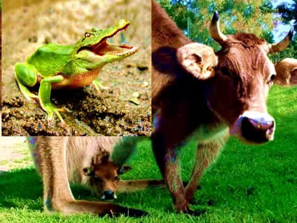 Frog or a leaf?