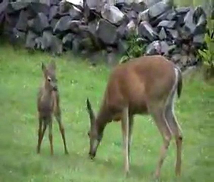 Rogue River rafting with Orange Torpedo Trips part 2