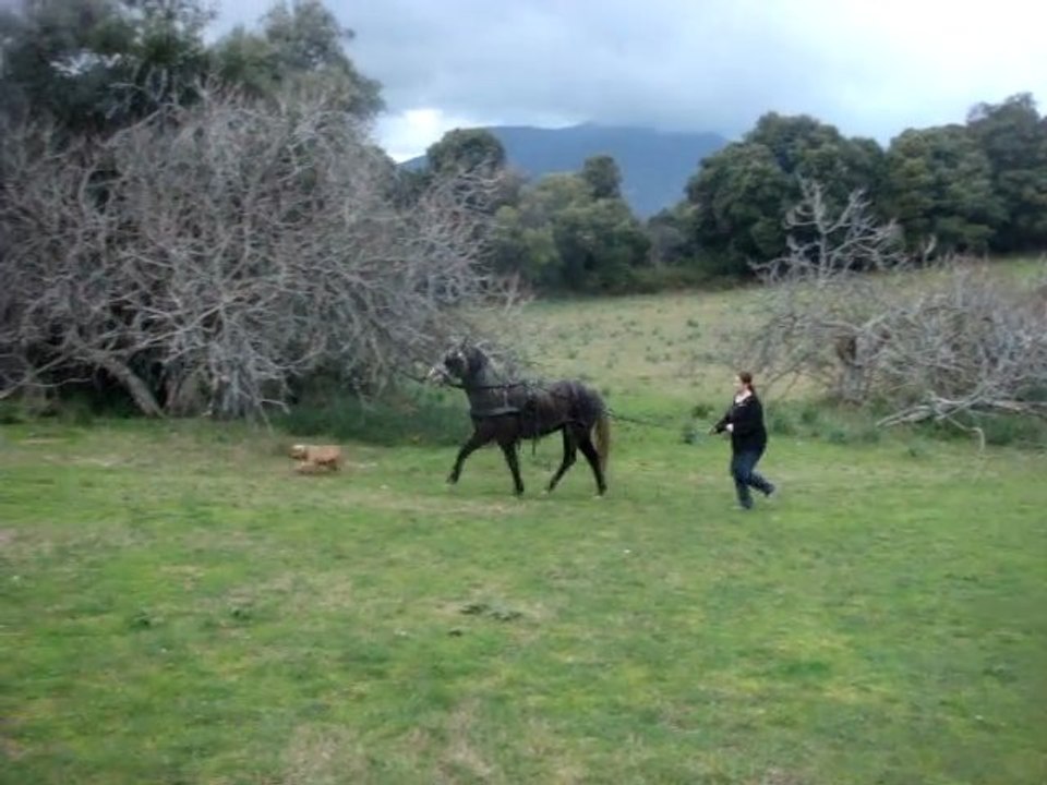 Travail aux longues renes