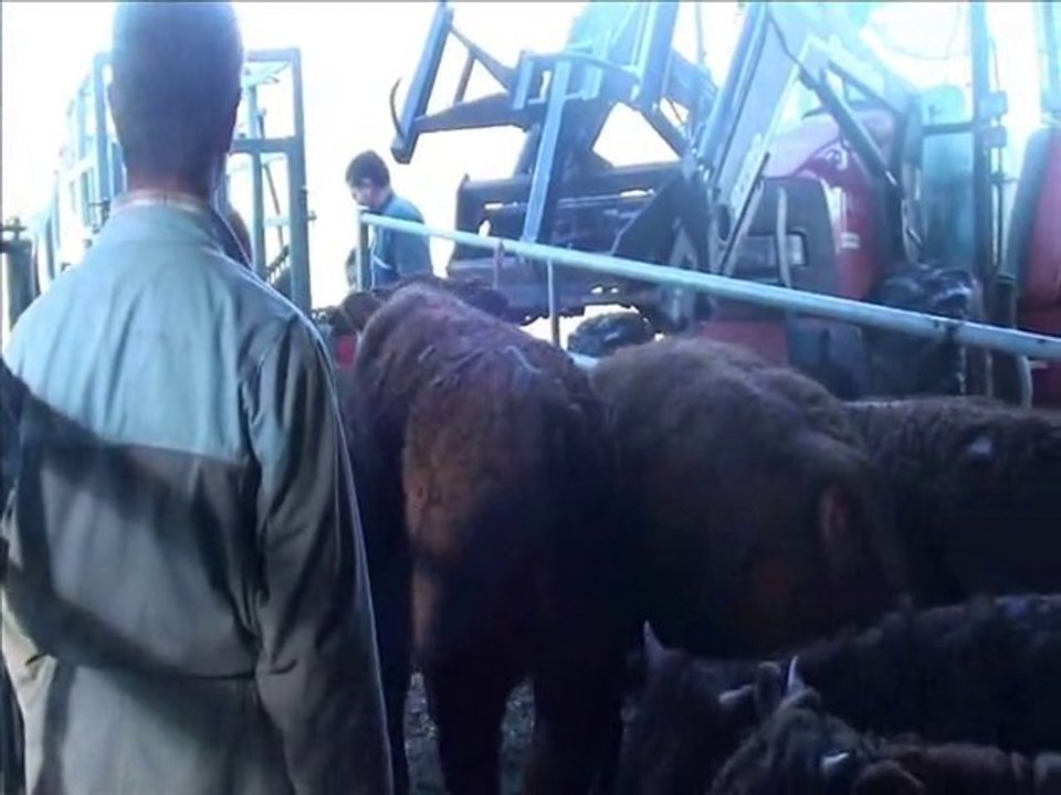 parage vaches, et controle de croissance.