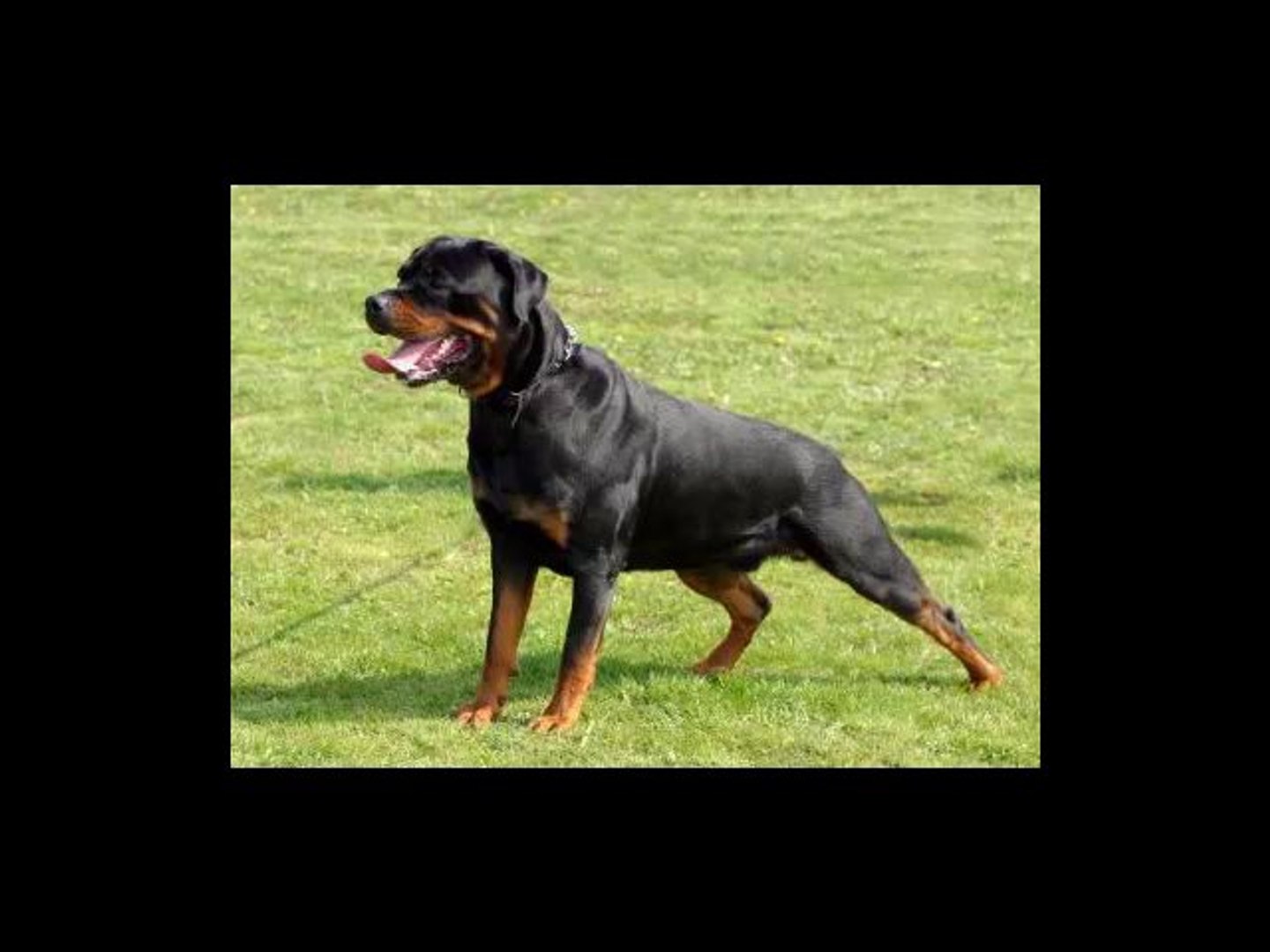 ⁣Dog training advice