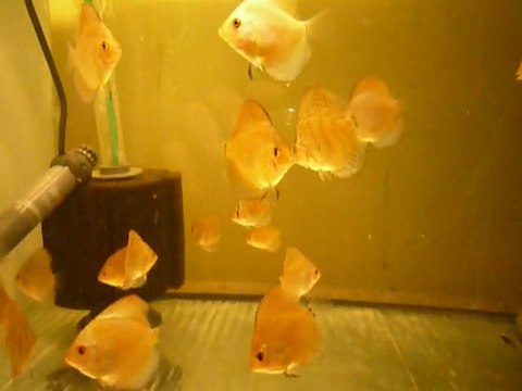 A deux mois, jeunes discus blue diamond