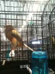 OĞUZ ÖZKAYA DÜNYA ŞAMPİYONU