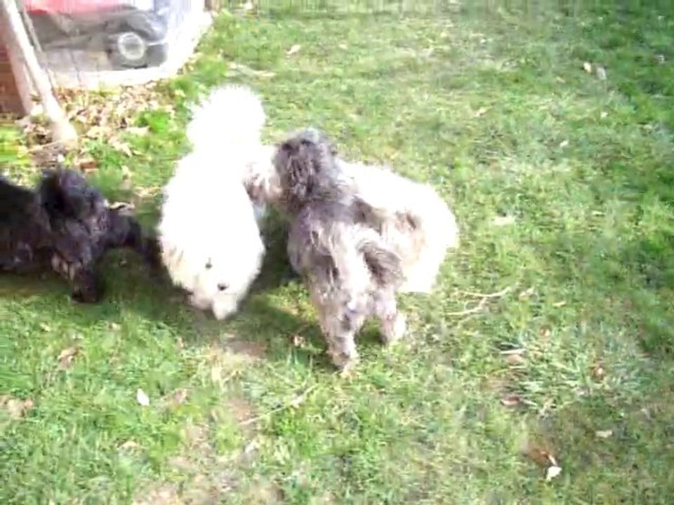 Choco-Elphy-Chopito et la smala 27.01.2011
