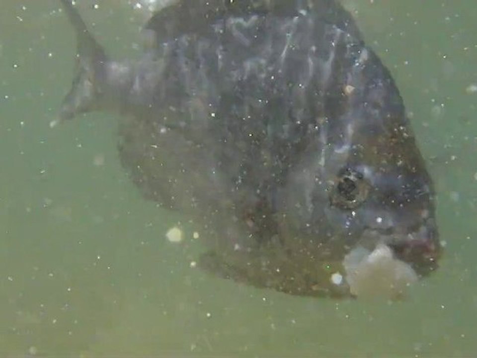 Peche en surfcasting sur la cote atlantique 2010