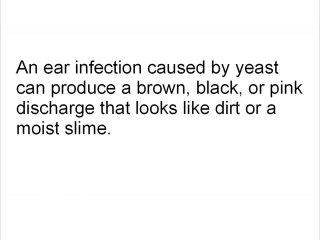How To Spot A Dog Ear Infection