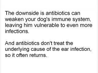 Is There A Dog Ear Infection Home Remedy?