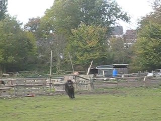 Kaizer et filly au galop (2)