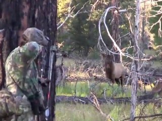 Archery Elk Hunt- Ultimate Archer