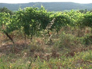Labour pains: Birth of a French wine terroir