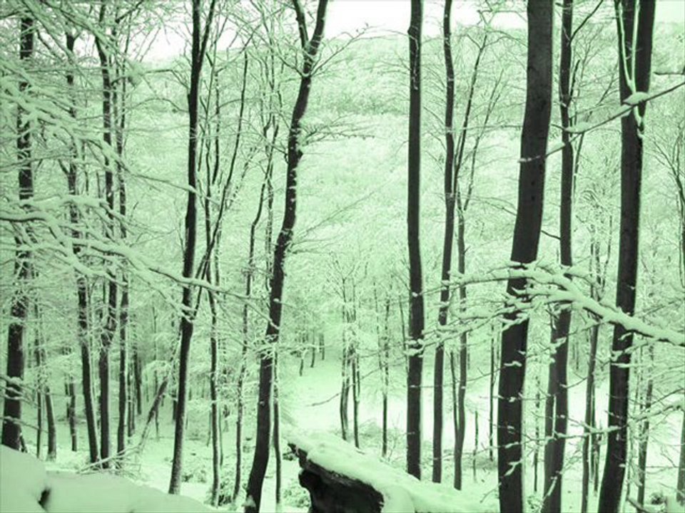 carpathian forest - a forest ( cover the cure )