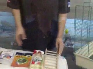 How To Care For A Canary Bird